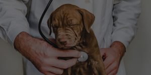 LOPD RGPD Clínicas Veterinarias